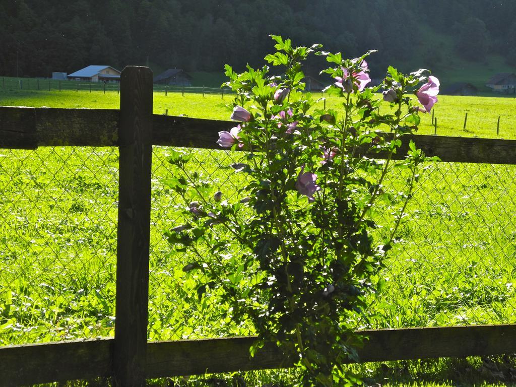 Mountain Lodge Urweider Innertkirchen Eksteriør billede